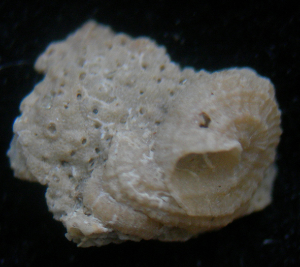 vermetus??